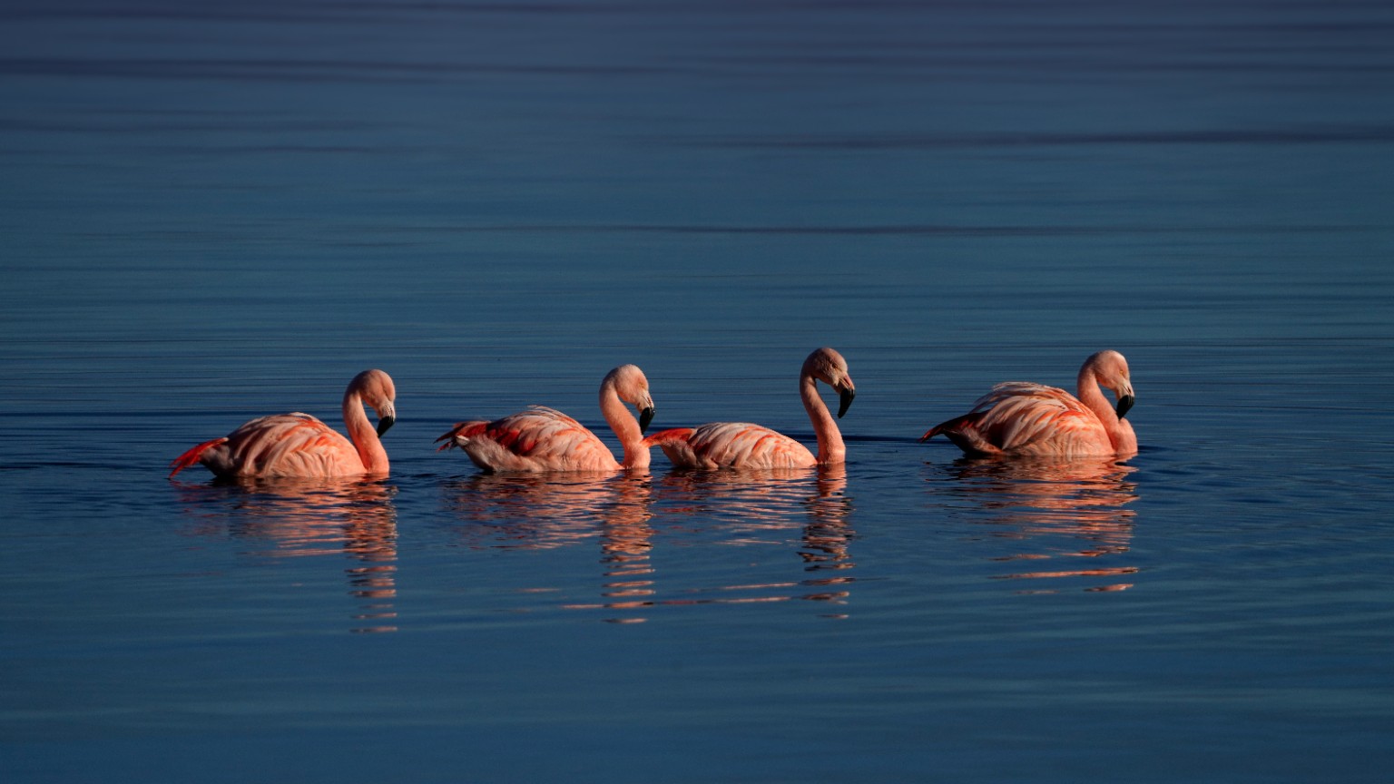 Flamencos en un humedal patagónico