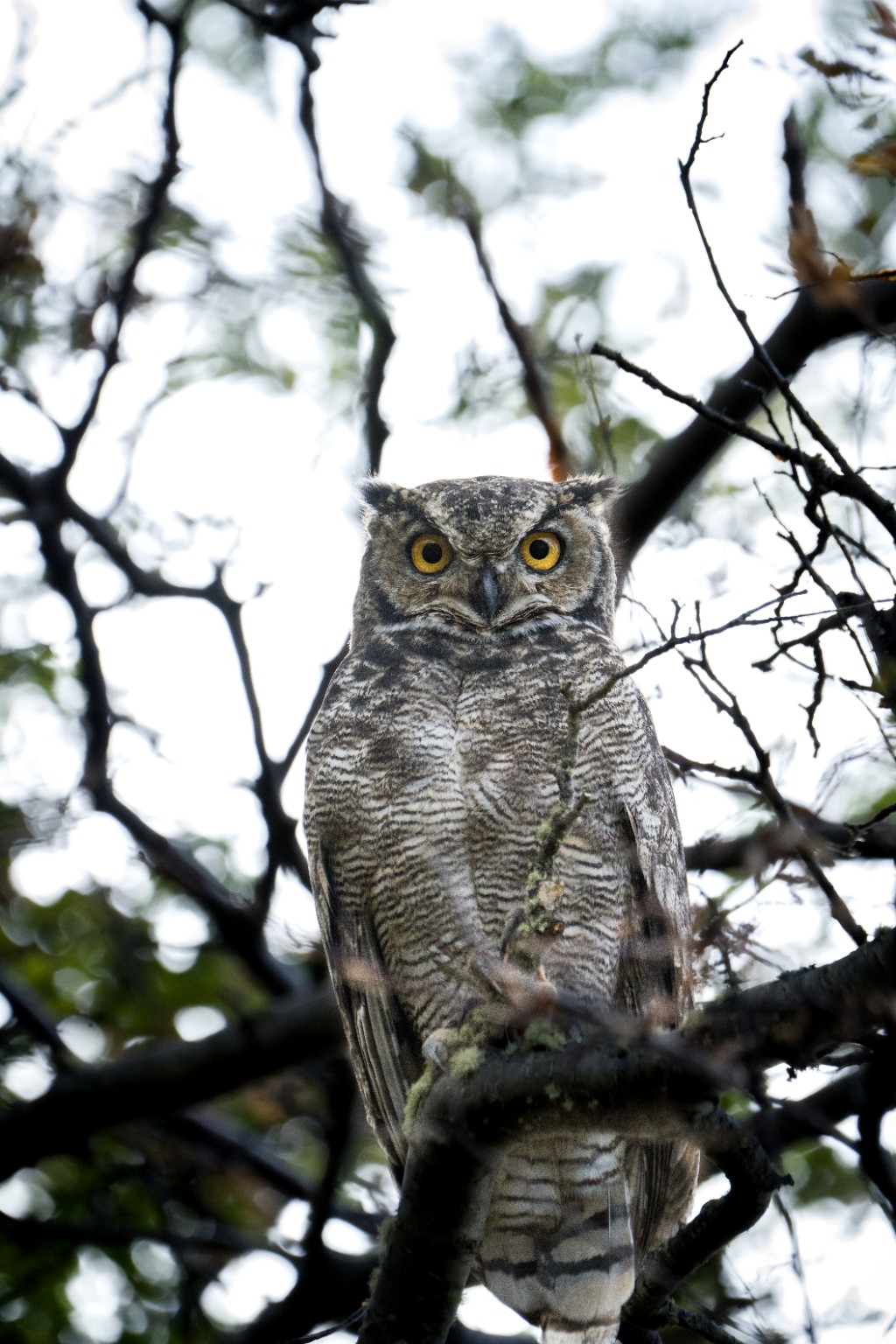 Búho en bosque patagónico