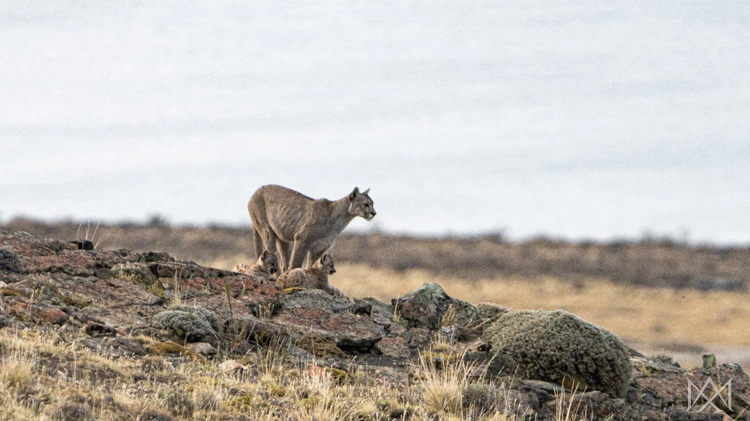 Puma con crías en Patagonia