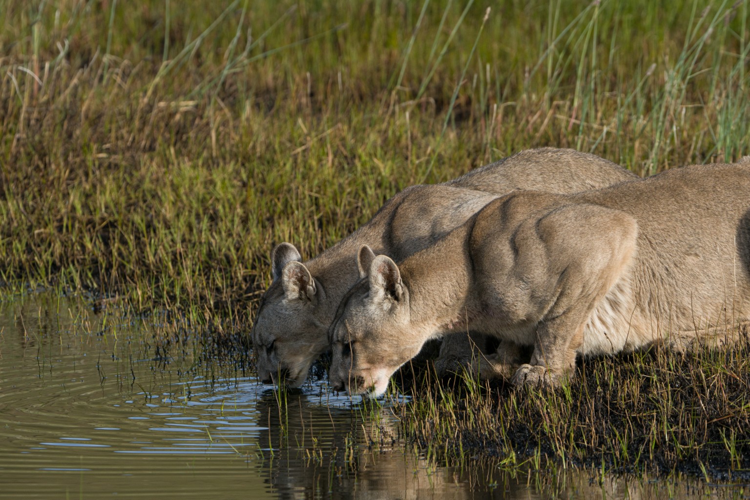 Dos pumas bebiendo agua