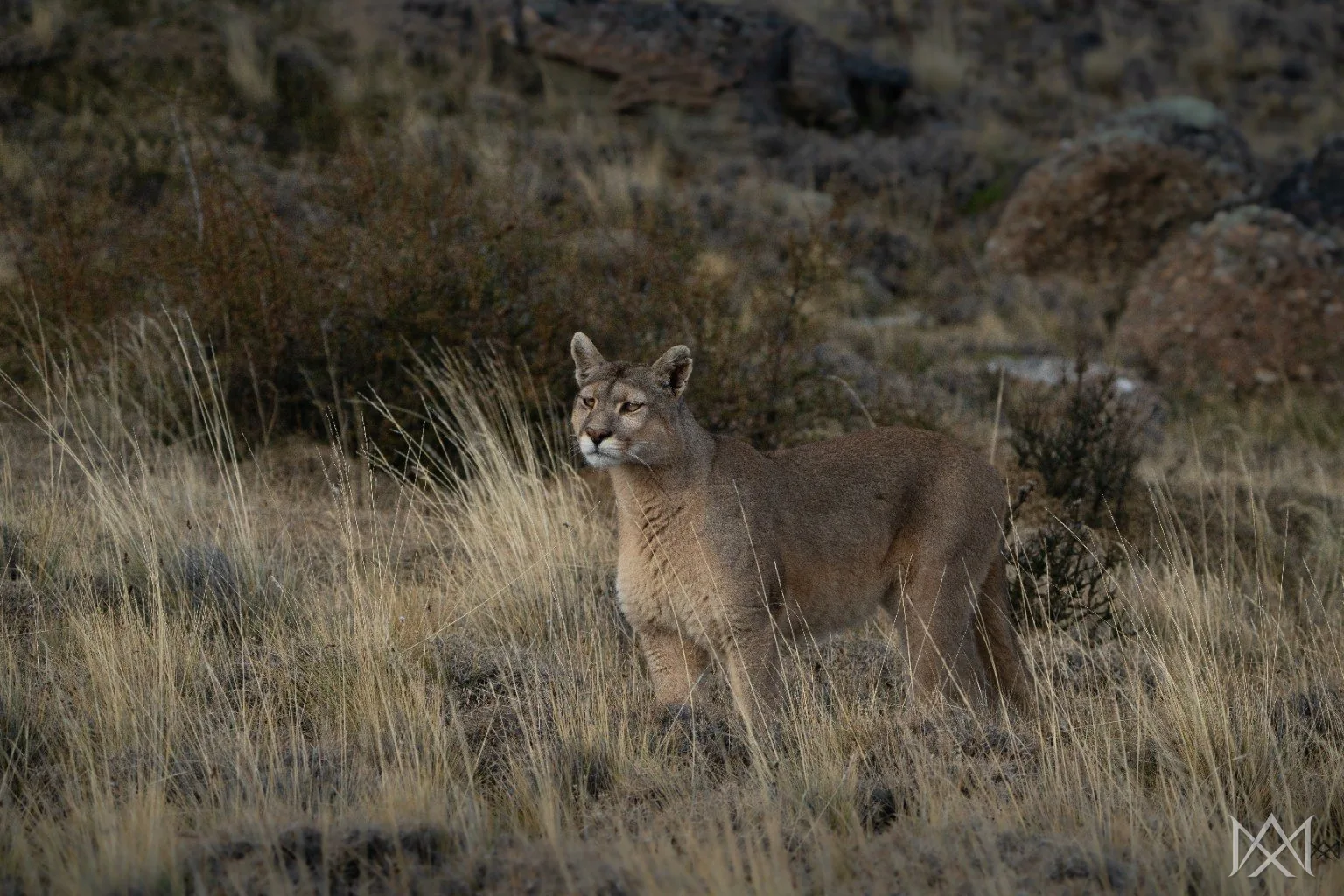 Puma en Patagonia