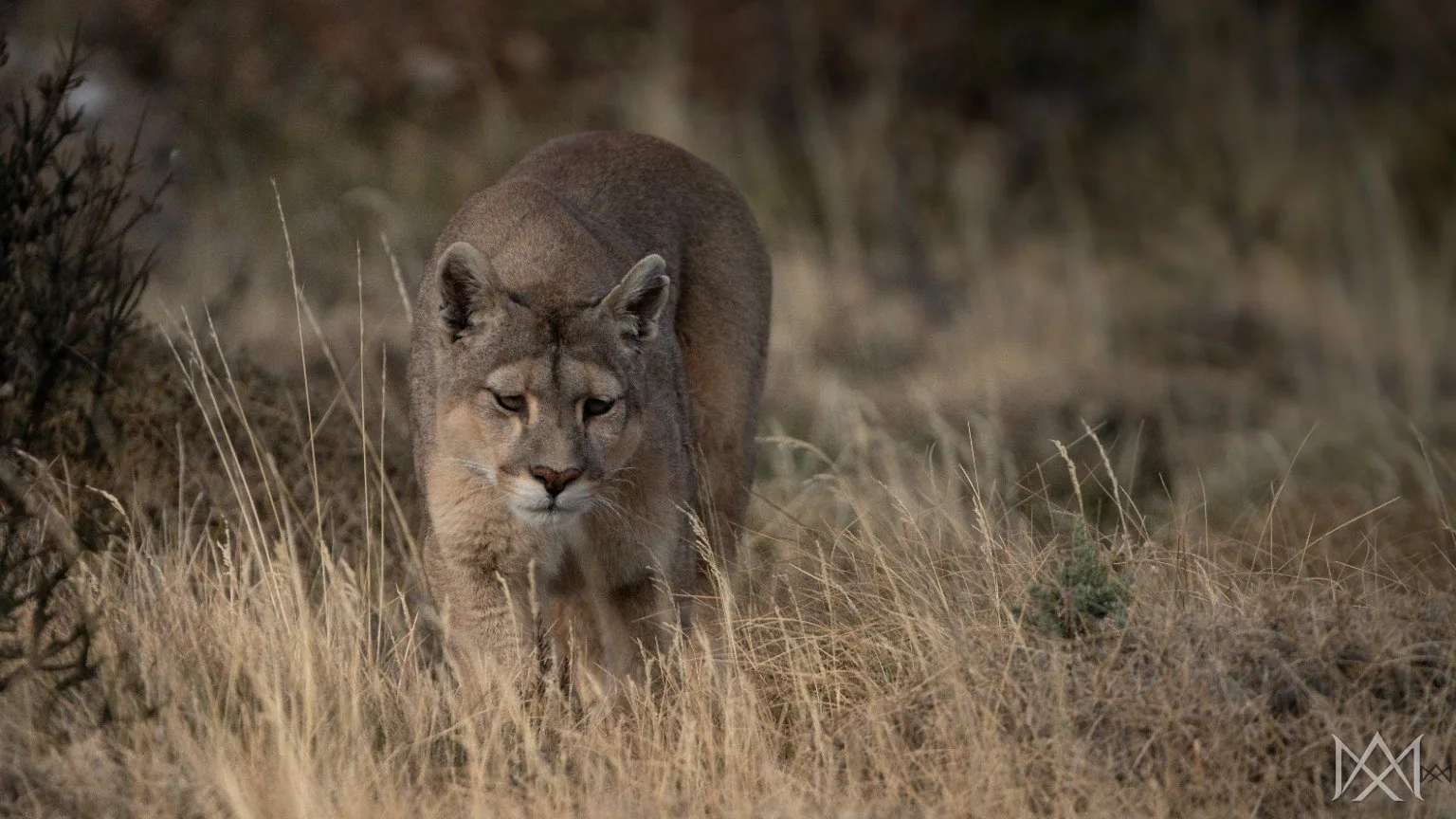 Puma en Patagonia