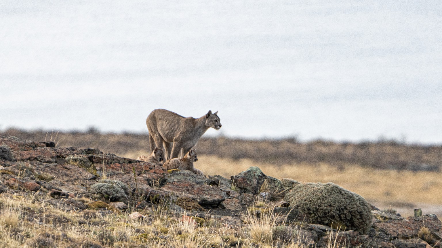Puma con crías en Patagonia