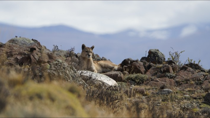 Puma descansando entre rocas