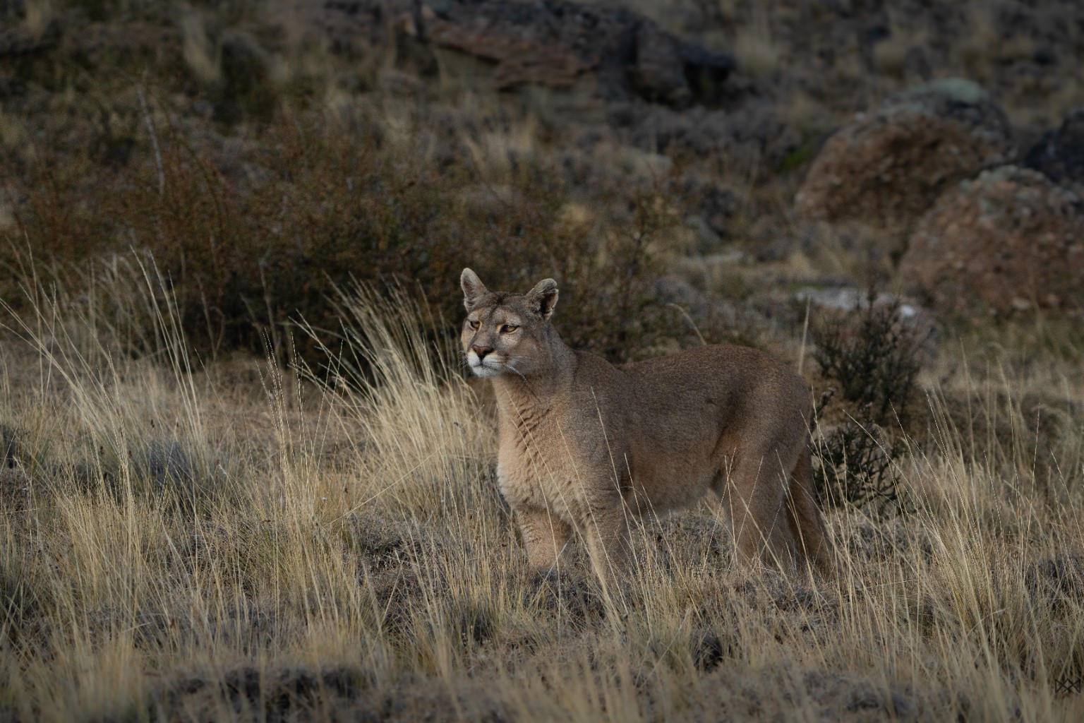 Puma en la estepa patagónica
