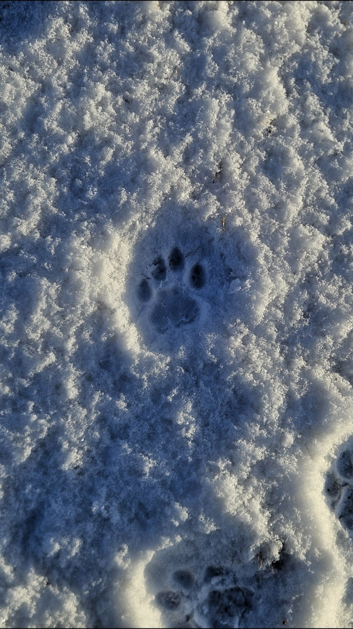Huella de puma en nieve