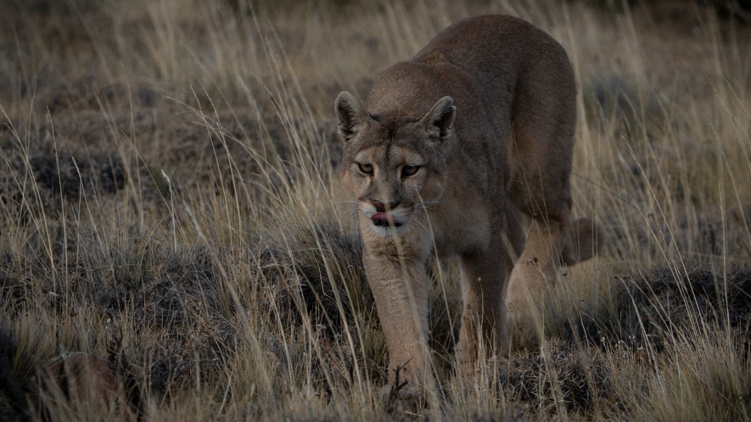 Puma caminando en la estepa