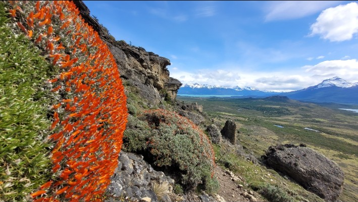 Paisaje y vegetación de Rupestre Patagonia